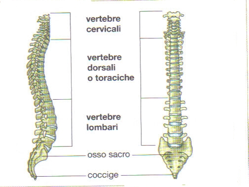 immagini/poza colonna vertebrale